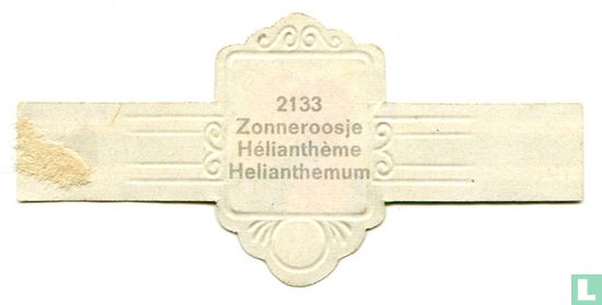Zonneroosje - Helianthemum - Image 2