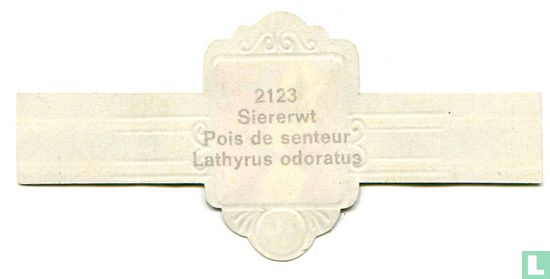 Siererwt - Lathyrus odoratus - Afbeelding 2