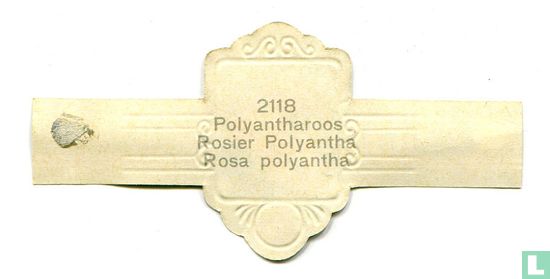 Polyantharoos - Rosa polyantha - Afbeelding 2
