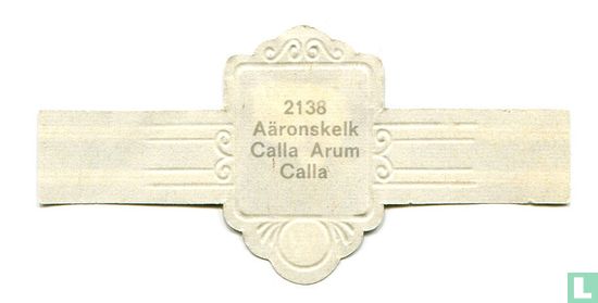 Aäronskelk - Calla Arum - Afbeelding 2