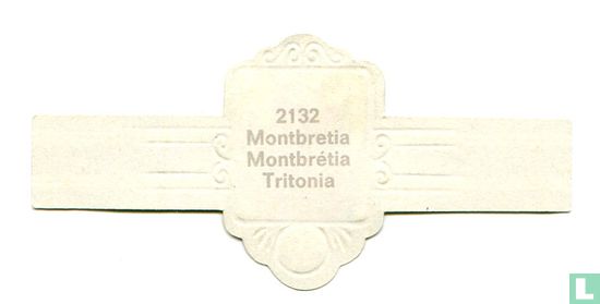 Montbretia - Tritonia - Afbeelding 2