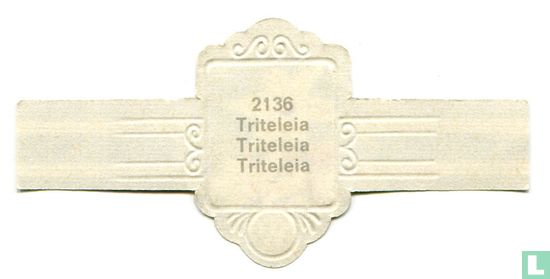 Triteleia - Triteleia - Afbeelding 2