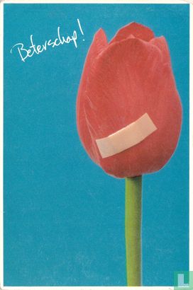 Bandaged Tulip - Image 1