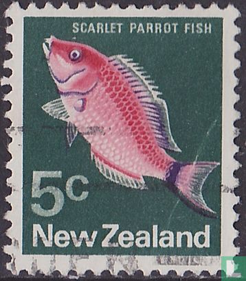 Scarlet Parrot Fish - Afbeelding 1