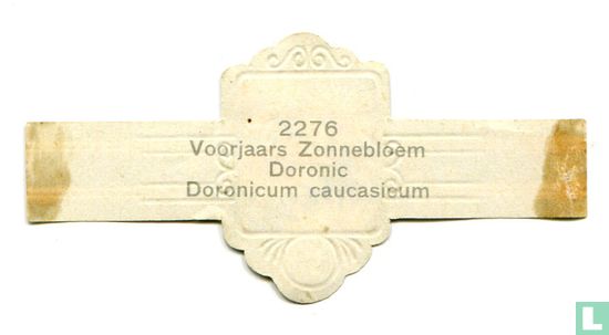 Voorjaars Zonnebloem - Doronicum caucasicum - Afbeelding 2