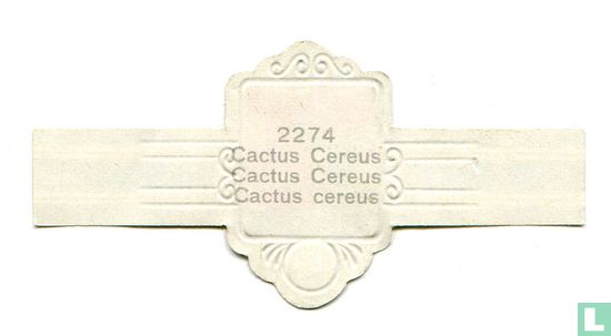 Cactus Cereus - Cactus cereus - Afbeelding 2