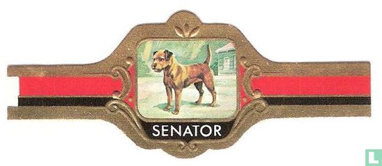 Border Terrier - Afbeelding 1