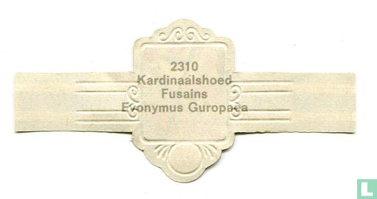 Kardinaalshoed - Evonymus Guropaea - Afbeelding 2