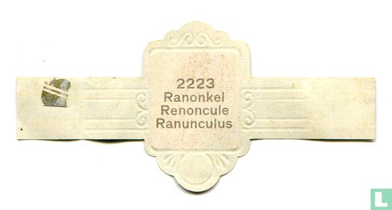 Ranonkel - Ranunculus - Image 2