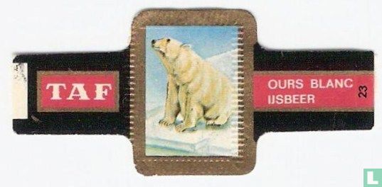 [Polar bear] - Image 1