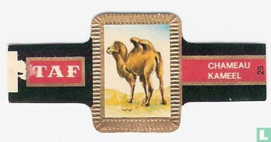 [Camel] - Image 1