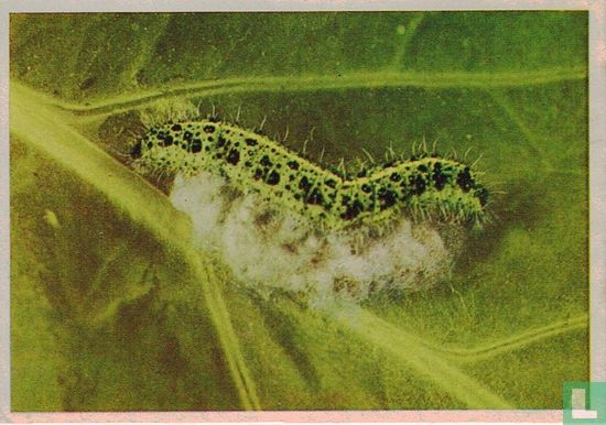 Rups van het Koolwitje geparasiteerd door een vliesvleugelig insect - Image 1