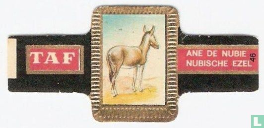 Nubische ezel - Afbeelding 1