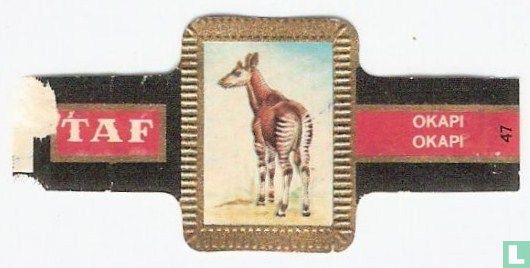 Okapi - Afbeelding 1