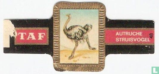 [Ostrich] - Image 1