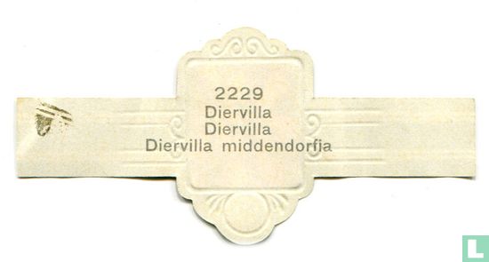 Diervilla - Diervilla middendorfia - Afbeelding 2