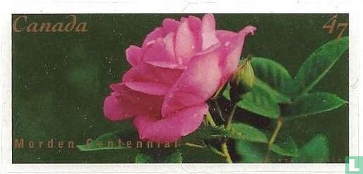 Rose Varieties - Image 1