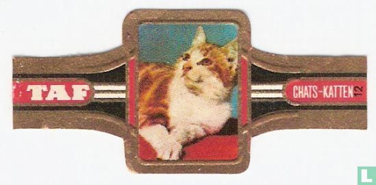 Katten 12 - Afbeelding 1
