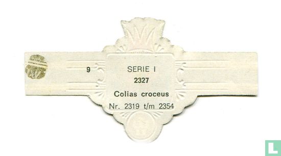 Colias croceus - Afbeelding 2