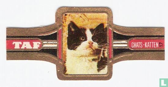 Katten 17 - Afbeelding 1