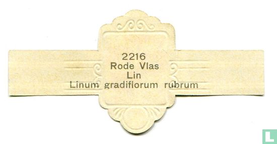 Rode Vlas - Linum gradiflorum rubrum - Afbeelding 2