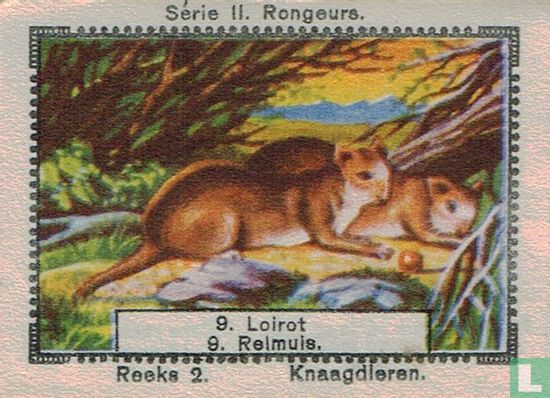 Relmuis - Image 1