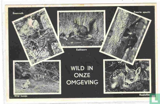 Wild in onze omgeving: Boomvalk, Eekhoorn, Zwarte specht, Wild konijn, Reekalfje