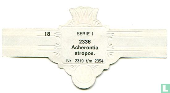 Acherontia atropos. - Bild 2