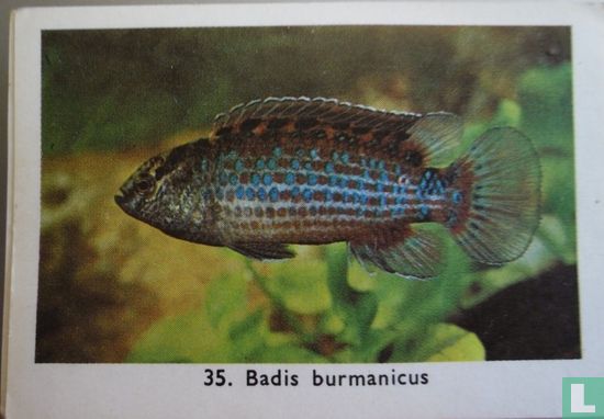 Badis burmanicus - Bild 1