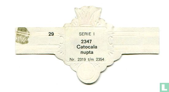 Catocala nupta - Bild 2