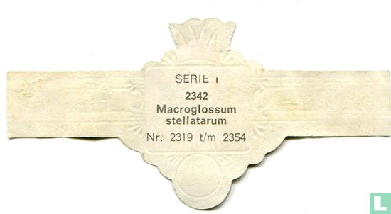 Macroglossum stellatarum - Bild 2