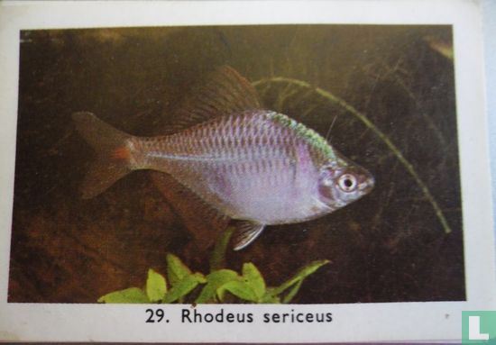 Rhodeus Sericeus - Afbeelding 1