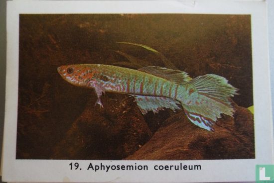 Aphyosemion coeruleum - Afbeelding 1