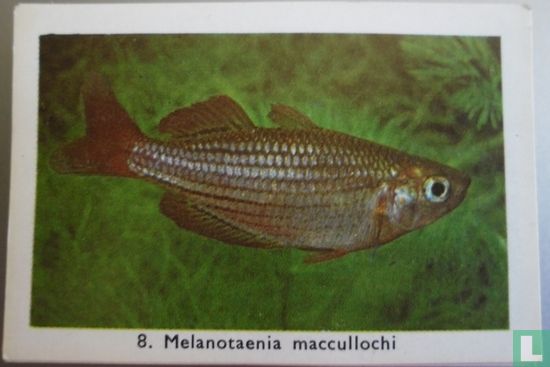 Melanotaenia maccullochi - Afbeelding 1