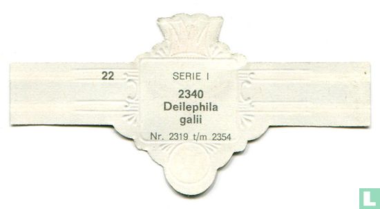 Deilephila galii - Bild 2