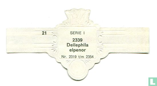 Deilephila elpenor - Bild 2