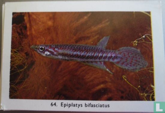 Epiplatys bifasciatus - Afbeelding 1