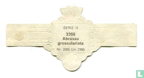 Abraxas grossulariata - Afbeelding 2