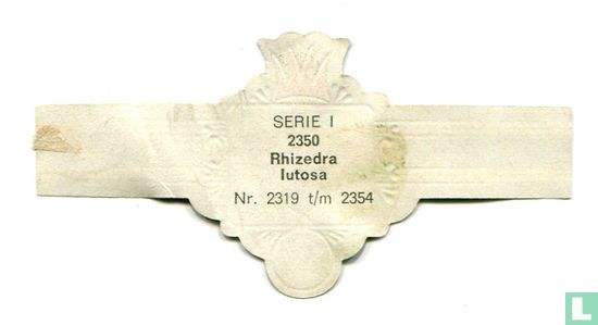 Rhizedra lutosa - Afbeelding 2