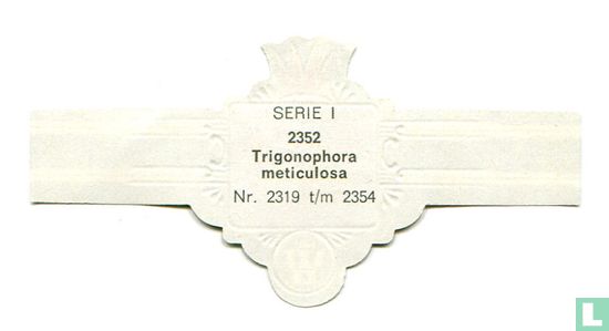 Trigonophora meticulosa - Afbeelding 2