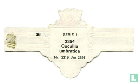 Cucullia umbratica - Image 2