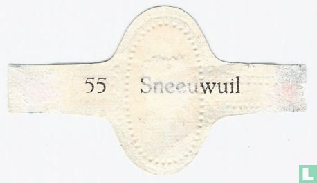 Sneeuwuil - Image 2
