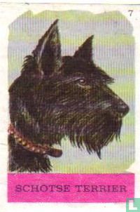 Schotse Terrier