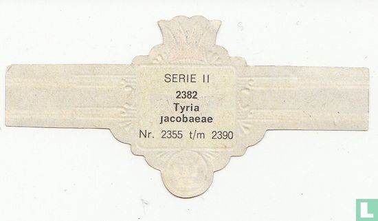Tyria jacobaeae - Bild 2