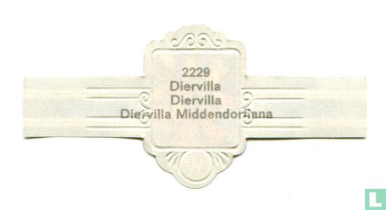 Diervilla - Diervilla Middendorfiana - Bild 2