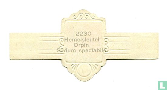 Hemelsleutel - Sodium spectabile - Afbeelding 2