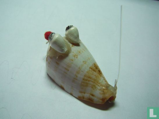 Schelp - Afbeelding 2