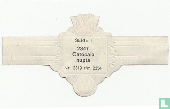 Catocala nupta - Afbeelding 2