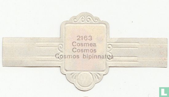 Cosmea - Cosmos bipinnatus - Afbeelding 2