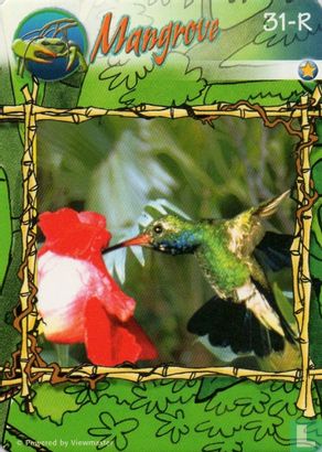 Kolibrie - Bild 1